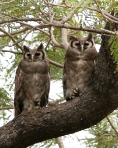 Two Verreauxs Eagle Owls in a Tree