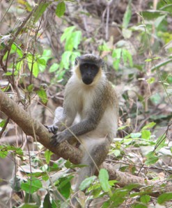 Monkey in Senegal's Jungle